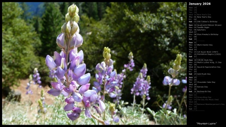 Mountain Lupins