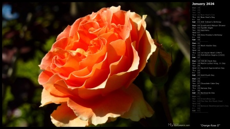 Orange Rose II