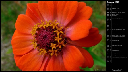 Orange Zinnia