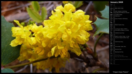 Oregon Grape Flowers