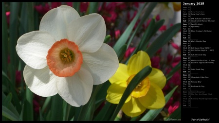 Pair of Daffodils