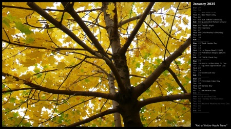 Pair of Yellow Maple Trees