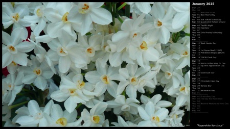 Paperwhite Narcissus