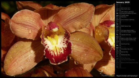 Peach Orchids with Raindrops