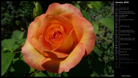 Peach Rose