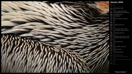 Pelican Feathers