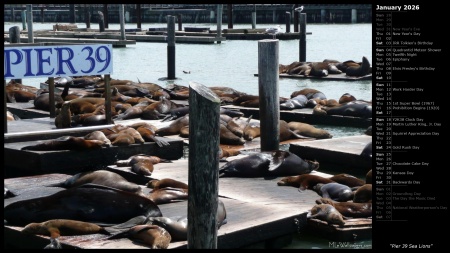 Pier 39 Sea Lions