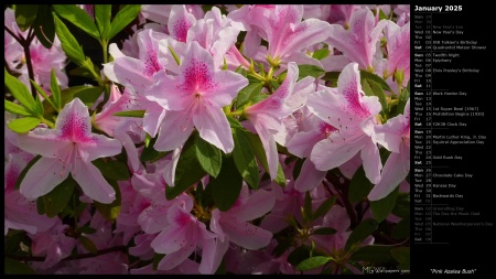 Pink Azalea Bush