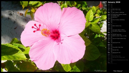 Pink Hibiscus