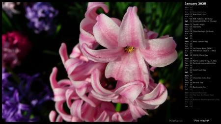 Pink Hyacinth