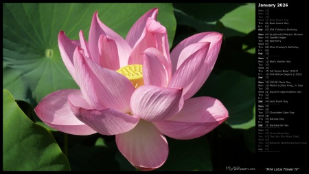 Pink Lotus Flower IV