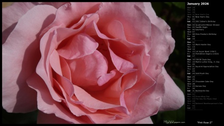 Pink Rose II