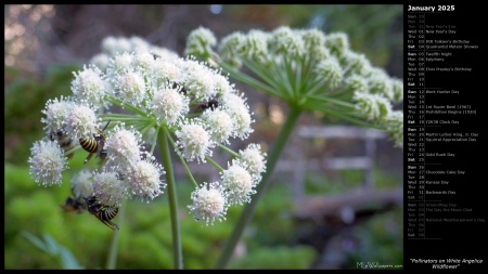 Pollinators on White Angelica Wildflower