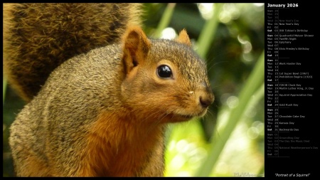 Portrait of a Squirrel