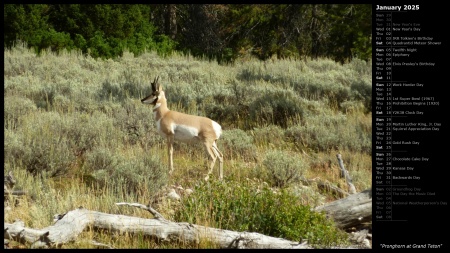 Pronghorn at Grand Teton