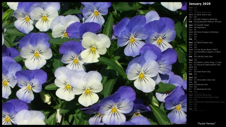 Purple Pansies