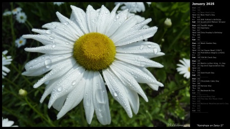 Raindrops on Daisy II