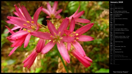 Red Clintonia Flowers