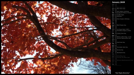 Red Maple Branches