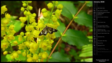 Redwood Butterfly and Wildflowers