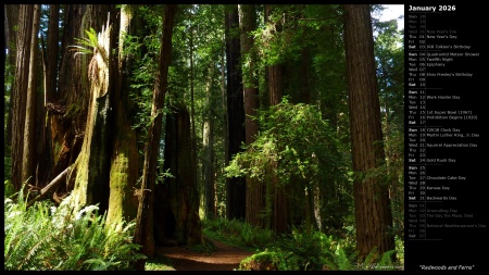 Redwoods and Ferns