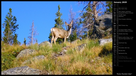 Rocky Mountain Deer