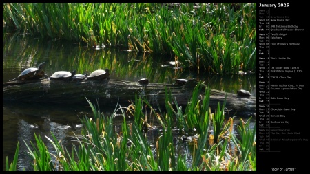 Row of Turtles