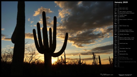 Saguaro Sunset II