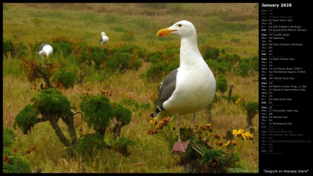 Seagulls on Anacapa Island