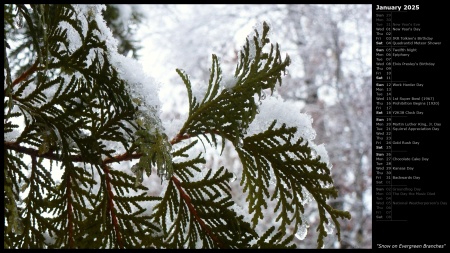 Snow on Evergreen Branches