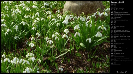 Snowdrops II