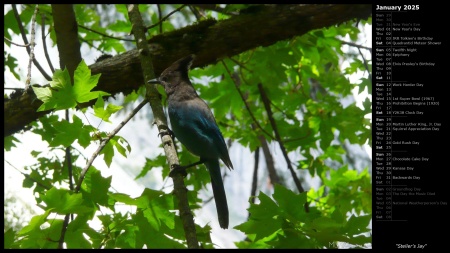 Steller's Jay