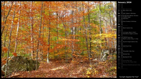 Sunlight Dappled Fall Trail