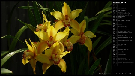 Sunlit Yellow Orchids