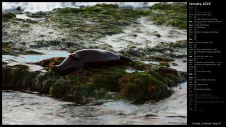 Sunset Lit Harbor Seal II