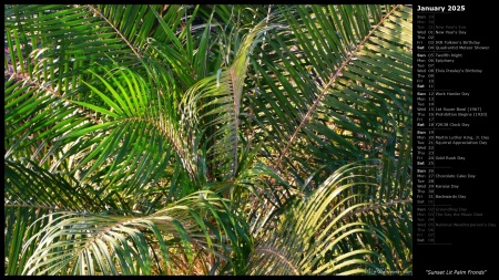 Sunset Lit Palm Fronds