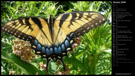 Swallowtail Butterfly II