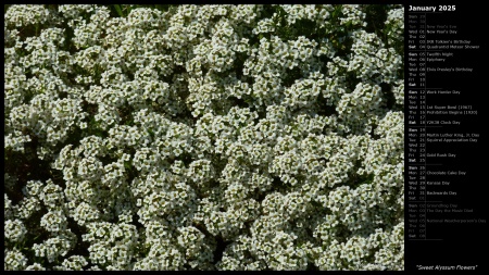 Sweet Alyssum Flowers