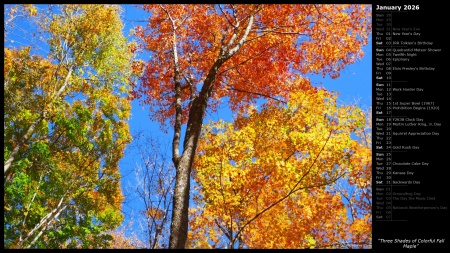 Three Shades of Colorful Fall Maple