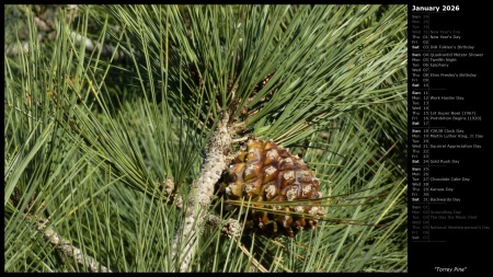 Torrey Pine