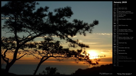 Torrey Pine Sunset I