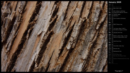 Tree Bark I