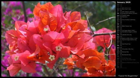 Tropical Pink Bougainvillea