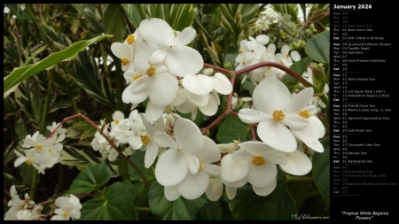 Tropical White Begonia Flowers