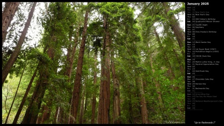 Up to Redwoods I