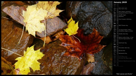 Wet Leaves and Rocks