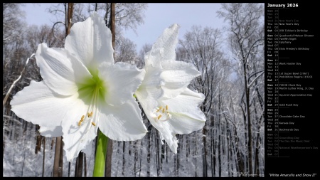 White Amaryllis and Snow II