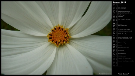 White Cosmos