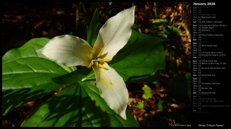 White Trillium Flower