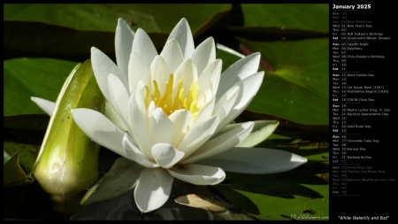 White Waterlily and Bud